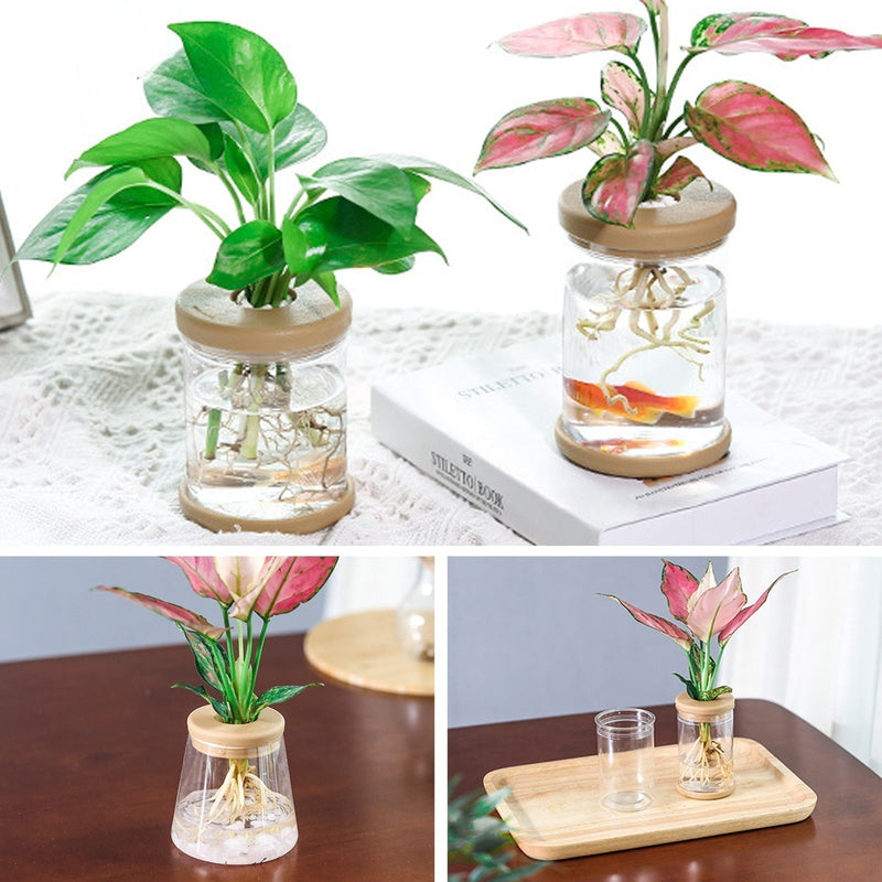 Vaso Hidropônico Decorativo para Plantas | Cultivo Sem Solo para Ambientes Internos- CORES DO VENTO